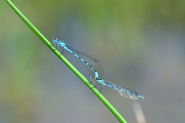 Enallagma cyathigerum - Gemeine Becherjungfer