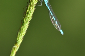 Enallagma cyathigerum - Gemeine Becherjungfer