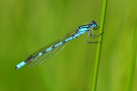 Enallagma cyathigerum - Gemeine Becherjungfer