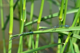 Enallagma cyathigerum - Gemeine Becherjungfer