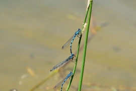 Enallagma cyathigerum - Gemeine Becherjungfer