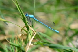 Enallagma cyathigerum - Gemeine Becherjungfer