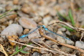 Enallagma cyathigerum - Gemeine Becherjungfer