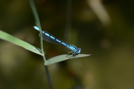 Enallagma cyathigerum - Gemeine Becherjungfer