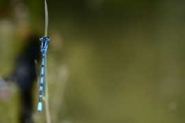 Enallagma cyathigerum - Gemeine Becherjungfer