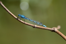 Enallagma cyathigerum - Gemeine Becherjungfer