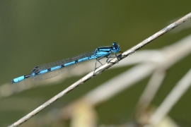 Enallagma cyathigerum - Gemeine Becherjungfer