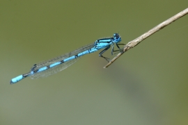 Enallagma cyathigerum - Gemeine Becherjungfer