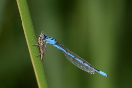 Enallagma cyathigerum - Gemeine Becherjungfer