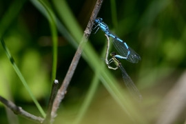 Enallagma cyathigerum - Gemeine Becherjungfer