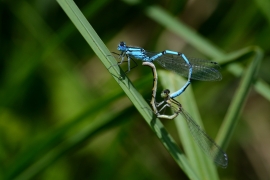 Enallagma cyathigerum - Gemeine Becherjungfer