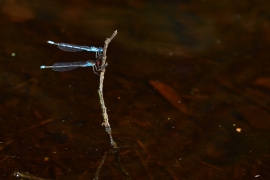 Enallagma cyathigerum - Gemeine Becherjungfer