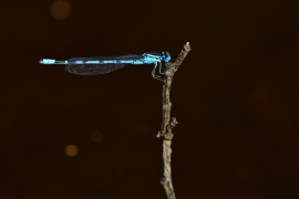 Enallagma cyathigerum - Gemeine Becherjungfer