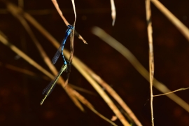 Enallagma cyathigerum - Gemeine Becherjungfer