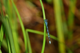 Enallagma cyathigerum - Gemeine Becherjungfer