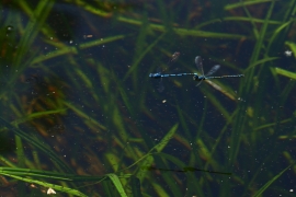 Enallagma cyathigerum - Gemeine Becherjungfer