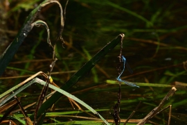 Enallagma cyathigerum - Gemeine Becherjungfer