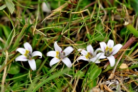 Lobelia oligophylla