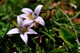 Lobelia oligophylla