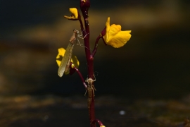 Ischnura elegans - Große Pechlibelle (Weibchen)