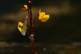 Ischnura elegans - Große Pechlibelle (Weibchen)