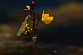 Ischnura elegans - Große Pechlibelle (Weibchen)