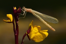 Ischnura elegans - Große Pechlibelle (Weibchen)