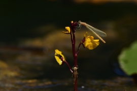 Ischnura elegans - Große Pechlibelle (Weibchen)