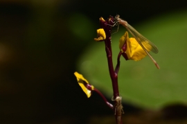 Ischnura elegans - Große Pechlibelle (Weibchen)