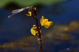 Ischnura elegans - Große Pechlibelle (Weibchen)