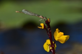 Ischnura elegans - Große Pechlibelle (Weibchen)