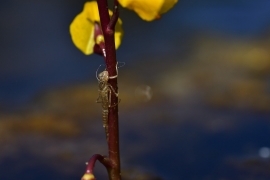 Ischnura elegans - Große Pechlibelle (Weibchen)