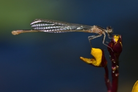 Ischnura elegans - Große Pechlibelle (Weibchen)