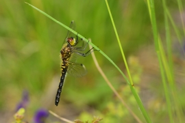 Leucorrhinia albifrons - Östliche Moosjungfer