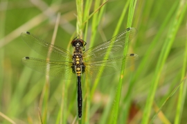 Leucorrhinia albifrons - Östliche Moosjungfer