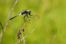 Leucorrhinia albifrons - Östliche Moosjungfer