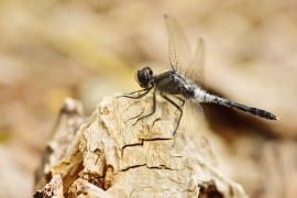 Leucorrhinia albifrons - Östliche Moosjungfer