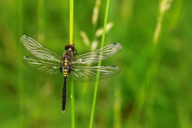 Leucorrhinia albifrons - Östliche Moosjungfer