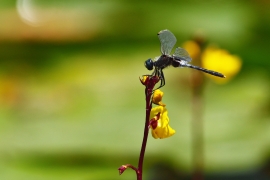 Leucorrhinia albifrons - Östliche Moosjungfer