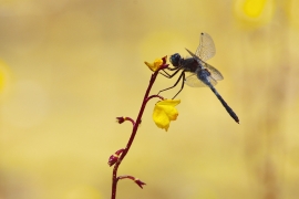 Leucorrhinia albifrons - Östliche Moosjungfer