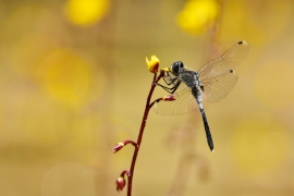 Leucorrhinia albifrons - Östliche Moosjungfer