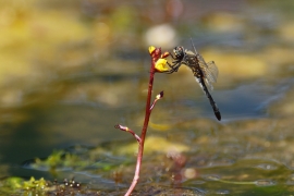 Leucorrhinia albifrons - Östliche Moosjungfer