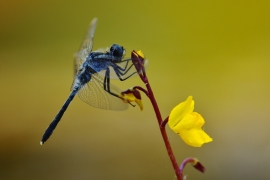 Leucorrhinia albifrons - Östliche Moosjungfer