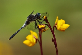 Leucorrhinia albifrons - Östliche Moosjungfer