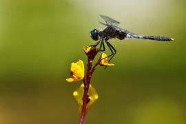 Leucorrhinia albifrons - Östliche Moosjungfer