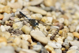 Leucorrhinia albifrons - Östliche Moosjungfer