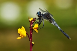 Leucorrhinia albifrons - Östliche Moosjungfer