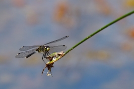 Leucorrhinia albifrons - Östliche Moosjungfer