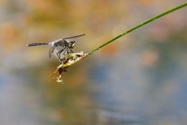 Leucorrhinia albifrons - Östliche Moosjungfer