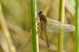 Leucorrhinia albifrons - Östliche Moosjungfer